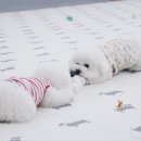 퍼피스프링 이미지