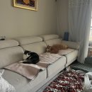 Blog . 대학생 걍생 블로그 / 고양이 두마리 / 비스트로인 , 신시하동궁, 카페매너리