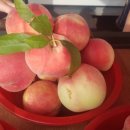 갑을농장 이미지