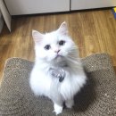 단발냥 | 🐾 무마취 고양이 미용 후기 – 단발냥에서 첫 미용 성공!
