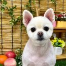 이쁘개귀엽개 이미지