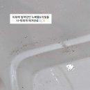 스파보드레 이미지