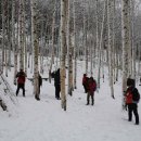 자작나무숲 가는 길 이미지