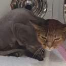 이쁘냥 고양이미용실 서대문점 이미지