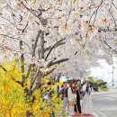 쇠소깍 입구 북쪽 도로변 | 경주 흥무로 벚꽃길 실시간 4/3 경주 벚꽃 명소 지금 가도 될까?