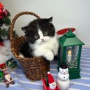 오독안심분양센터 강아지분양 고양이분양 대구점 이미지