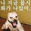 진짜 이미지