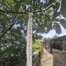진도 첨찰산 봉수「제5로 직봉」 | 제 5거 봉수로를 찻아서 연변봉수 직봉