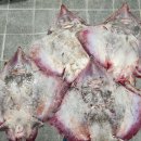 신안홍어 이미지