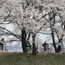 벚꽃길13 이미지