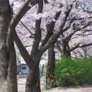 벚꽃로 가로수길 이미지