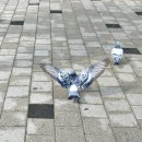 비둘기공원2 이미지