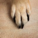 이쁘개 아름답개 이미지