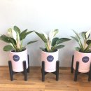 사파동366 이미지