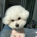 이로애견미용실 이미지