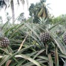 영명농장 이미지