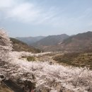 벚꽃길 이미지