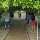 연꽃테마파크 이미지