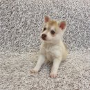 콜드베이켄넬 이미지