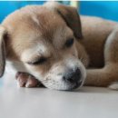 개팔자 상팔자 이미지