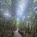 UR(서귀포시)-[남조로]-상-5 | 제주여행, 바다는 잠시 멈추고 숲길로 들어가보세요.