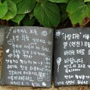 바다가그리운나무 이미지