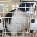 묘묘 고양이 미용실 이미지