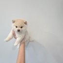 이누 | 청송시바이누분양 후기, 성격과 관리 포인트 정리