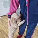 [제품 리뷰] 제주도 기념품 오리지널 제주감귤파이