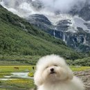 복슬강아지 이미지