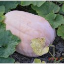 호랑이농장 이미지