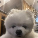오늘은알밥 | 홍천식당 오늘은알밥_ 점심으로 알밥과 한우국밥 먹은 후기