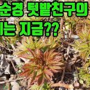 3월 텃밭친구의 텃밭(1편)--눈개승마,누리대(누룩치),어수리,섬쑥부쟁이,섬초롱꽃,두메부추,산마늘,달래,머위,개똥쑥,개소시랑개비,사상자 이미지