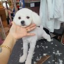 더도그맘