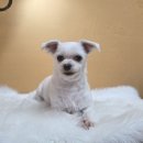 뽀샤시 펫살롱 이미지