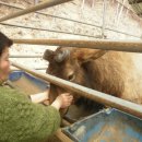 안터사슴농장 이미지