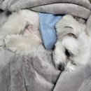 라비쉬독 이미지