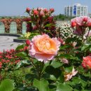 조선대학교 장미원 이미지