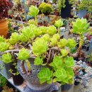 동업 농장 이미지