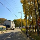 경주시서면도리보건진료소 | 경주 서면 도리마을 은행나무 단풍 명소 추천과 공영주차장 정보