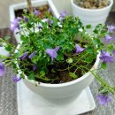 지지밍고 이미지