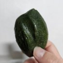 도일초등학교 | 시흥시 거모동 군자동 전통떡집, 강화섬쌀로 빚는 진짜 떡 맛집 맞춤떡 행사떡 답례떡 전문
