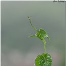 아침이슬 이미지