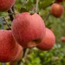 유재하농장 이미지