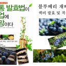 블루베리 특징 1- 영어 원문 번역 이미지