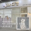 나디 | 서초 고양이미용 추천 나디캣 재방문 솔직후기