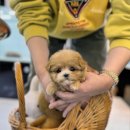 고양이에개 | 생각보다 꼼꼼한 관리 덕분에 만족스러웠던 고양이분양 데려가개본점 후기
