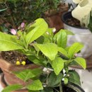 레몬과 오렌지 이미지