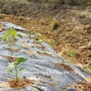 예곡농장 이미지