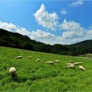 월드컵목장 이미지